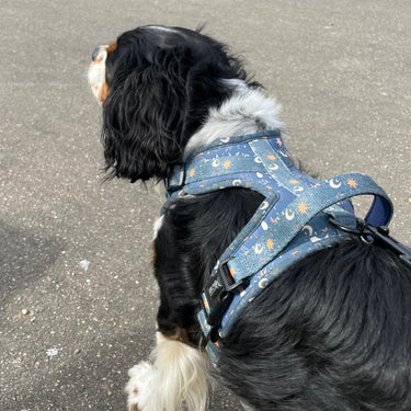 Harnais pour chien anti-traction - Comfy Moonlight